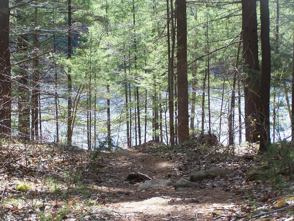 Photo: Glidden Marsh Through Trees