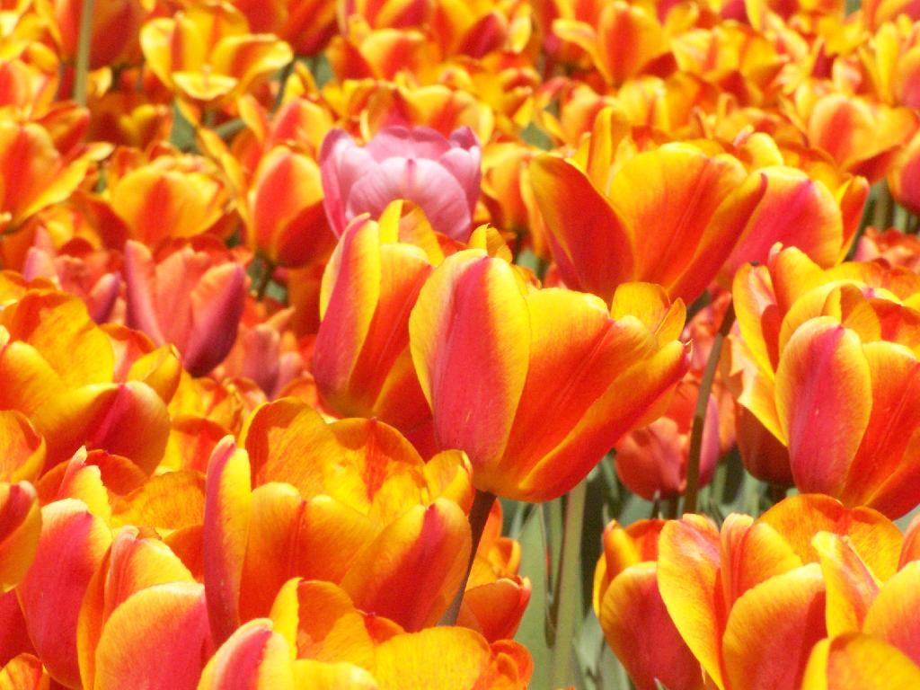 Photo: Orange and Red Photo: Orange and Red