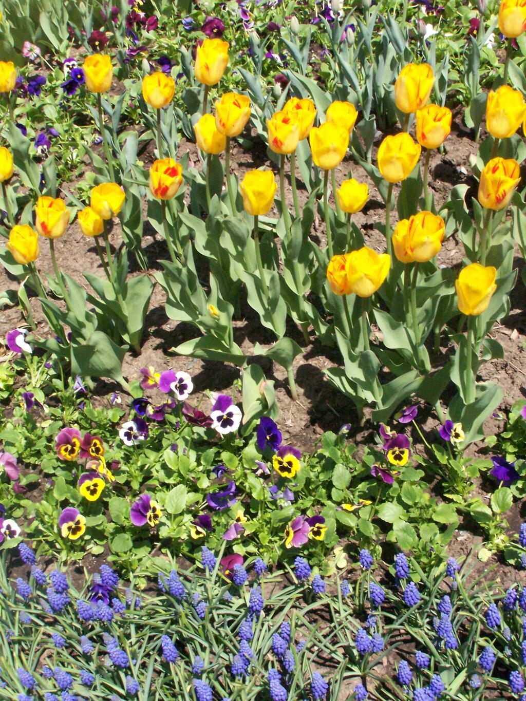 Photo: Flowers Photo: Flowers