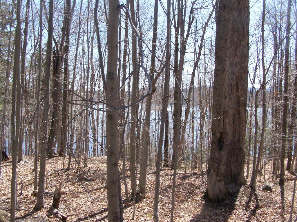 Photo: Piseco Lake Through the Trees Photo: Piseco Lake Through the Trees
