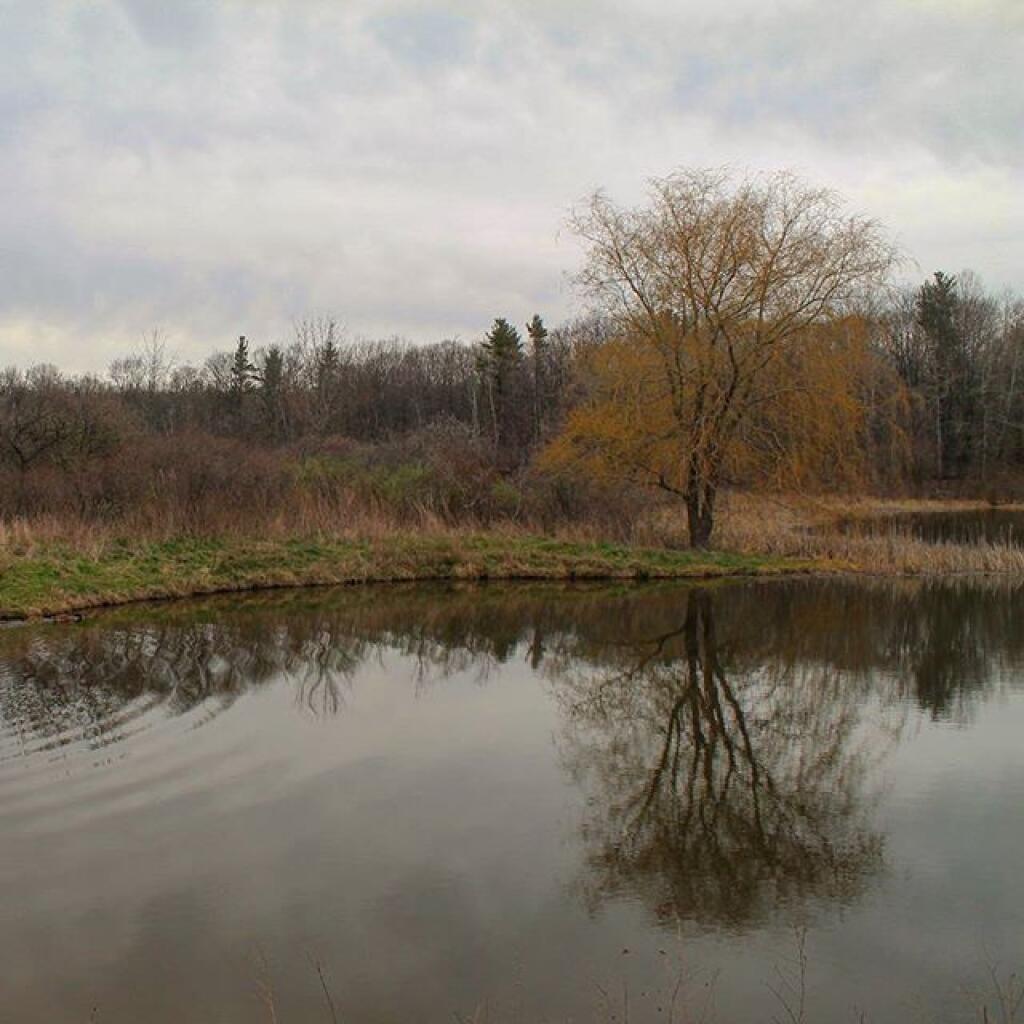 Photo: Foster Pond Photo: Foster Pond