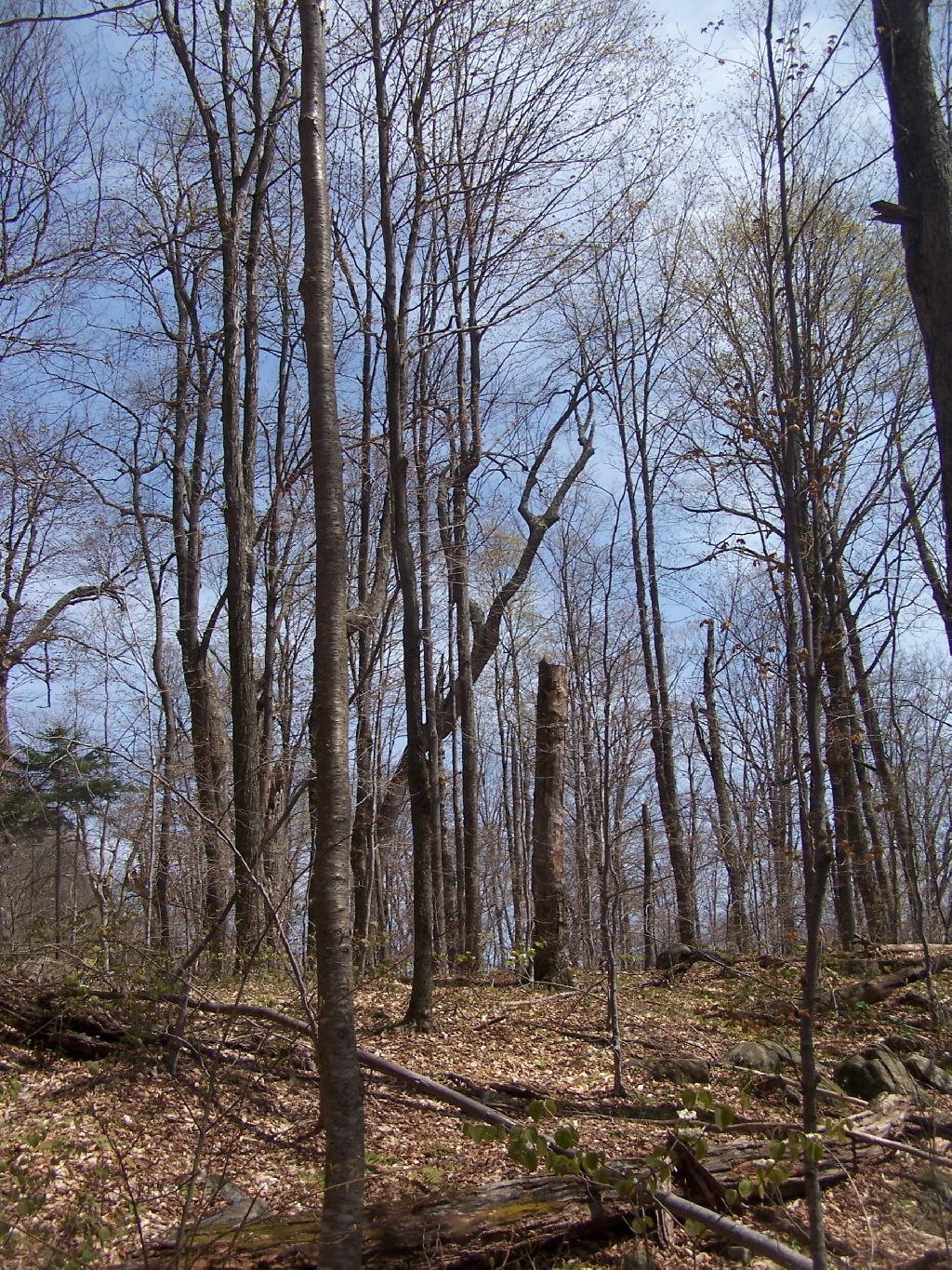 Photo: Springtime Coming in the Adirondacks Photo: Springtime Coming in the Adirondacks