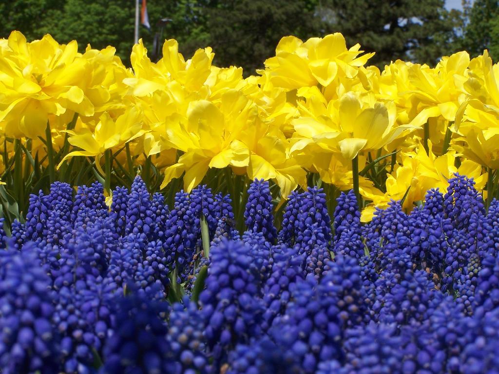 Photo: Blue and Yellow Photo: Blue and Yellow