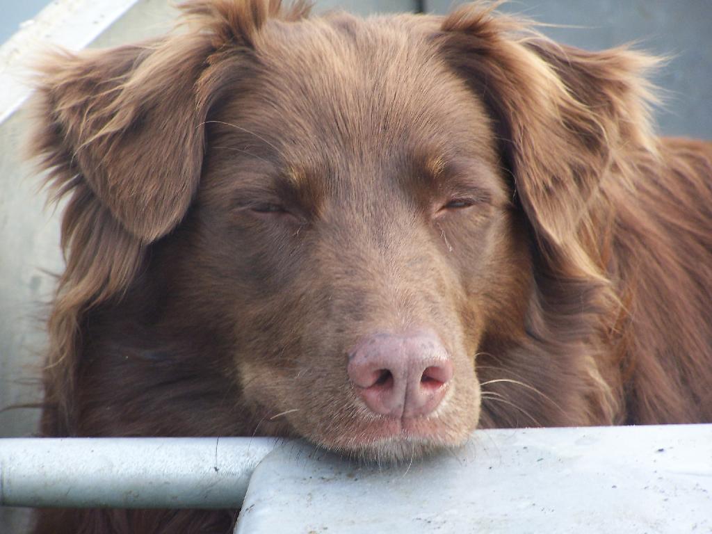 Photo: Tired Dog Photo: Tired Dog