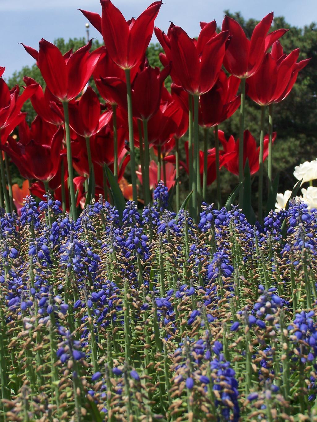 Photo: Red White and Blue Photo: Red White and Blue