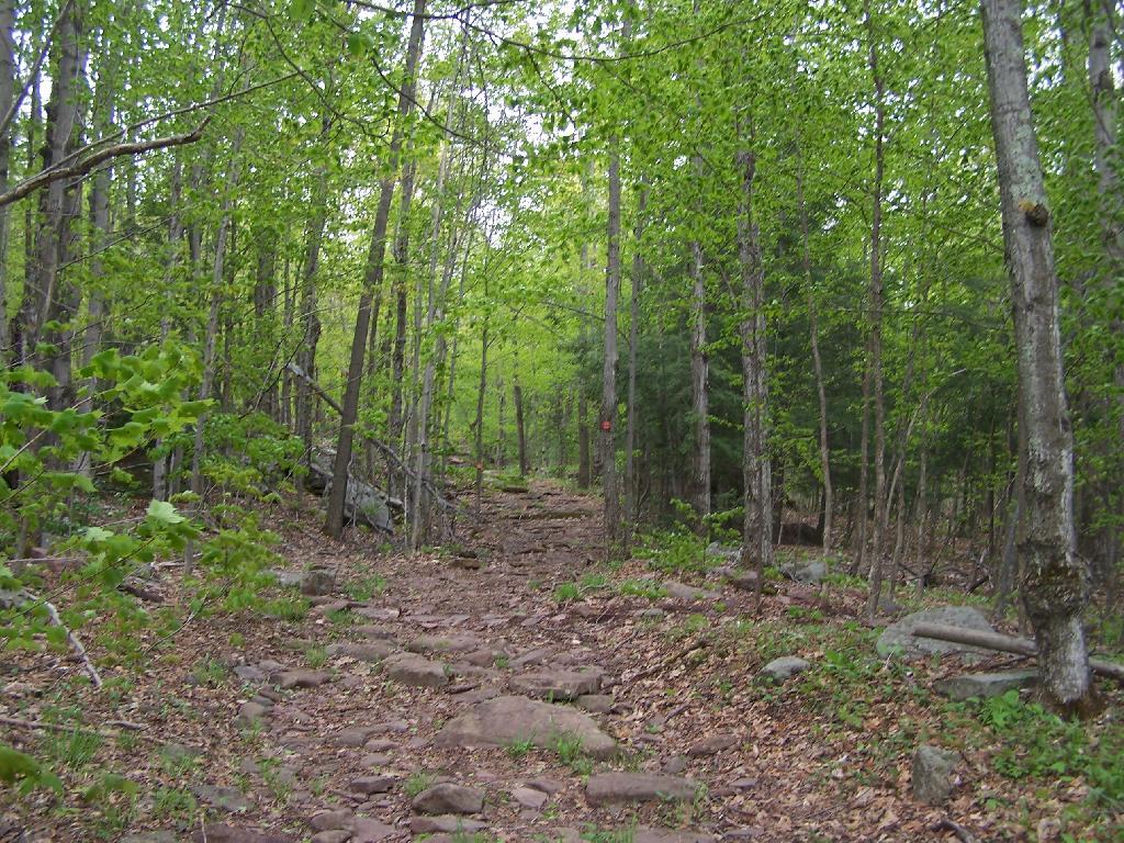 Photo: Old Woods Road Photo: Old Woods Road