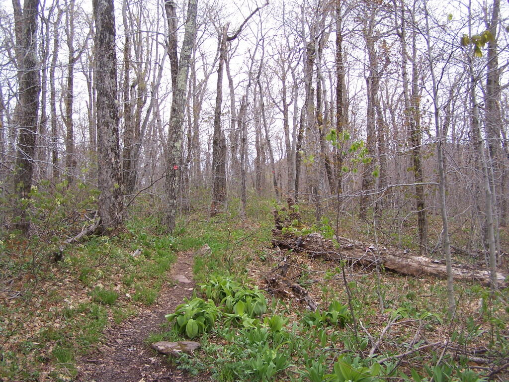 Photo: Along Trail Heading to Camel's Hump Photo: Along Trail Heading to Camel's Hump