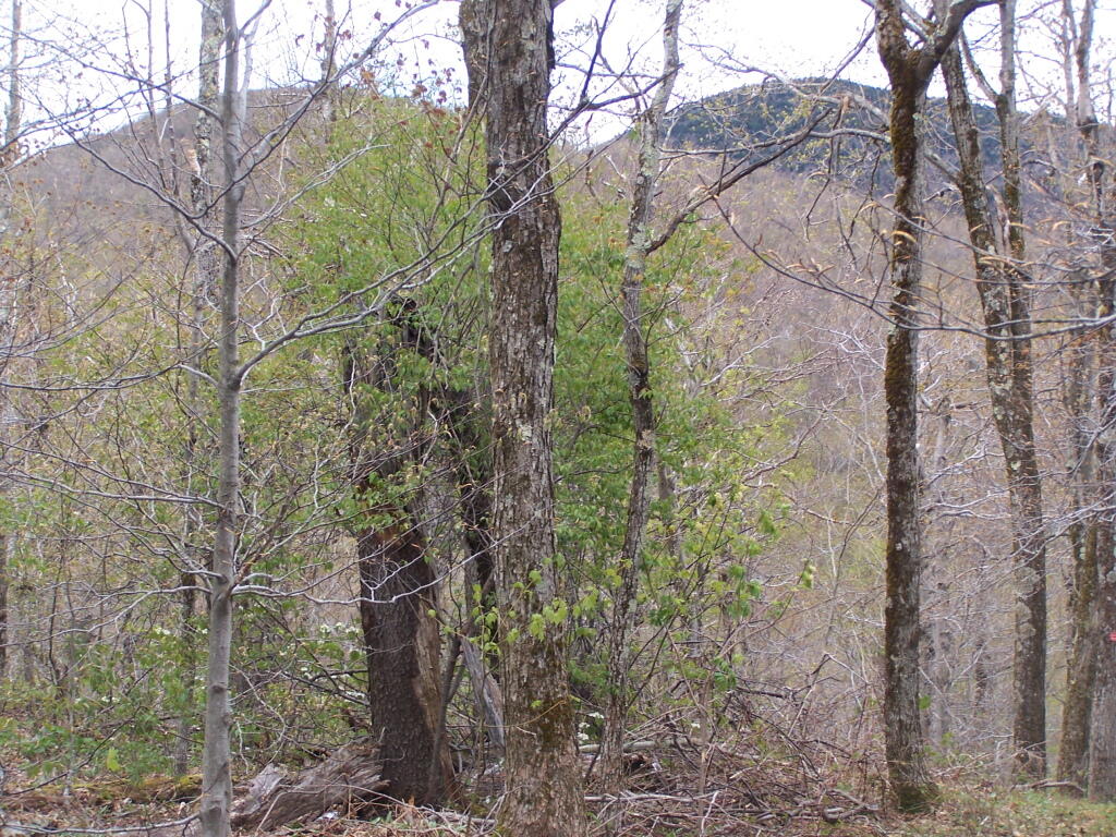Photo: Camels Hump With Thomas Cole Mountain in Background Photo: Camels Hump With Thomas Cole Mountain in Background
