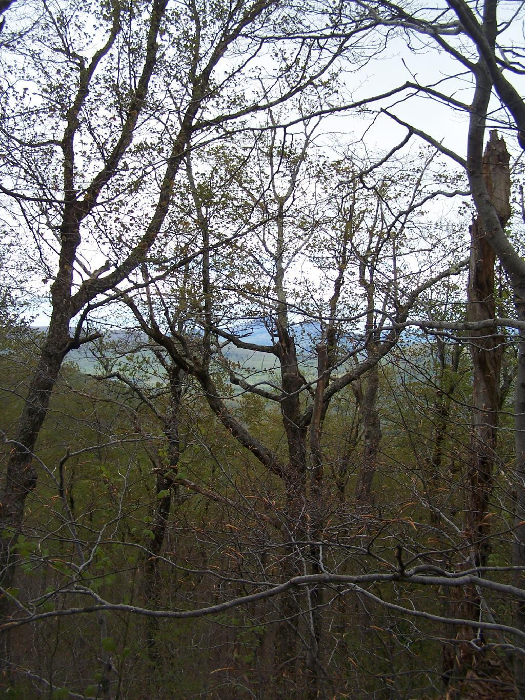 Photo: Katerskill High Peak Through the Trees Photo: Katerskill High Peak Through the Trees