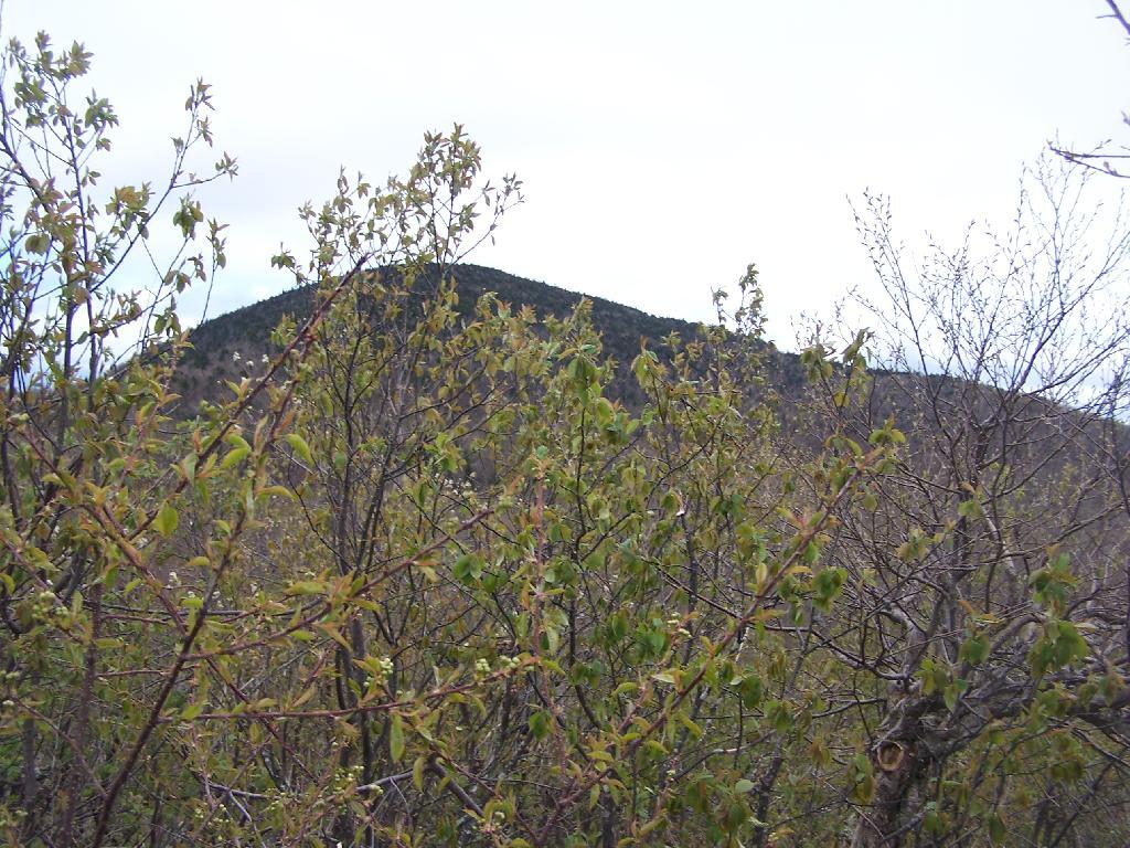 Photo: Thomas Cole from Camel's Hump
