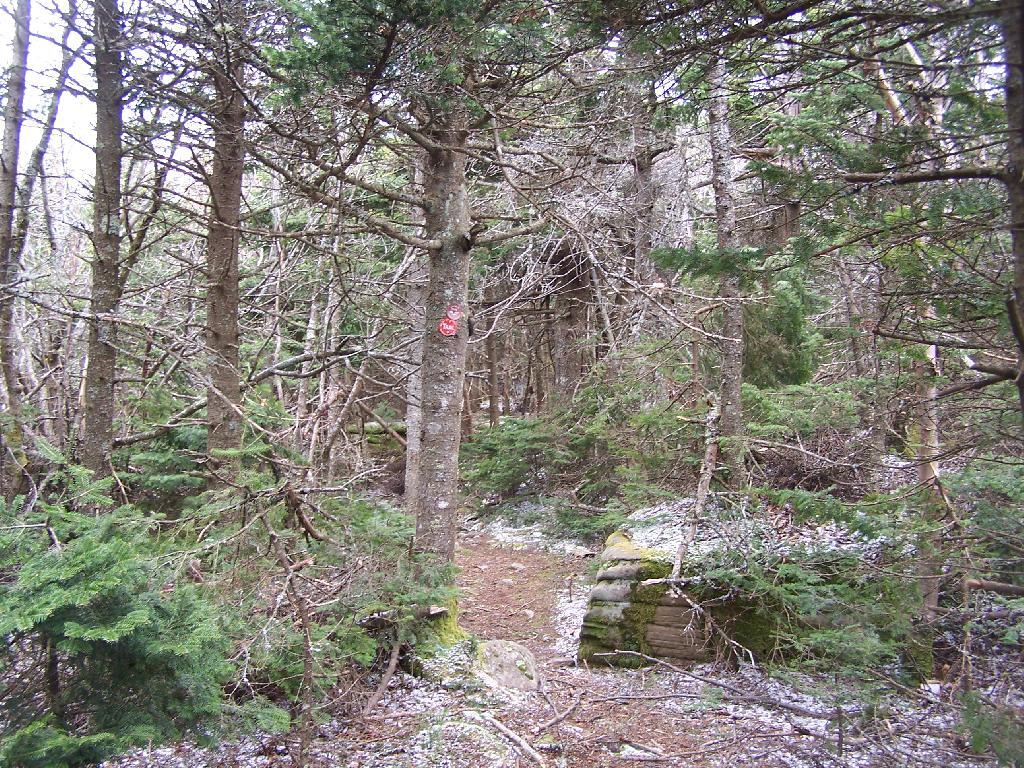 Photo: Dense Forest on Thomas Cole Photo: Dense Forest on Thomas Cole