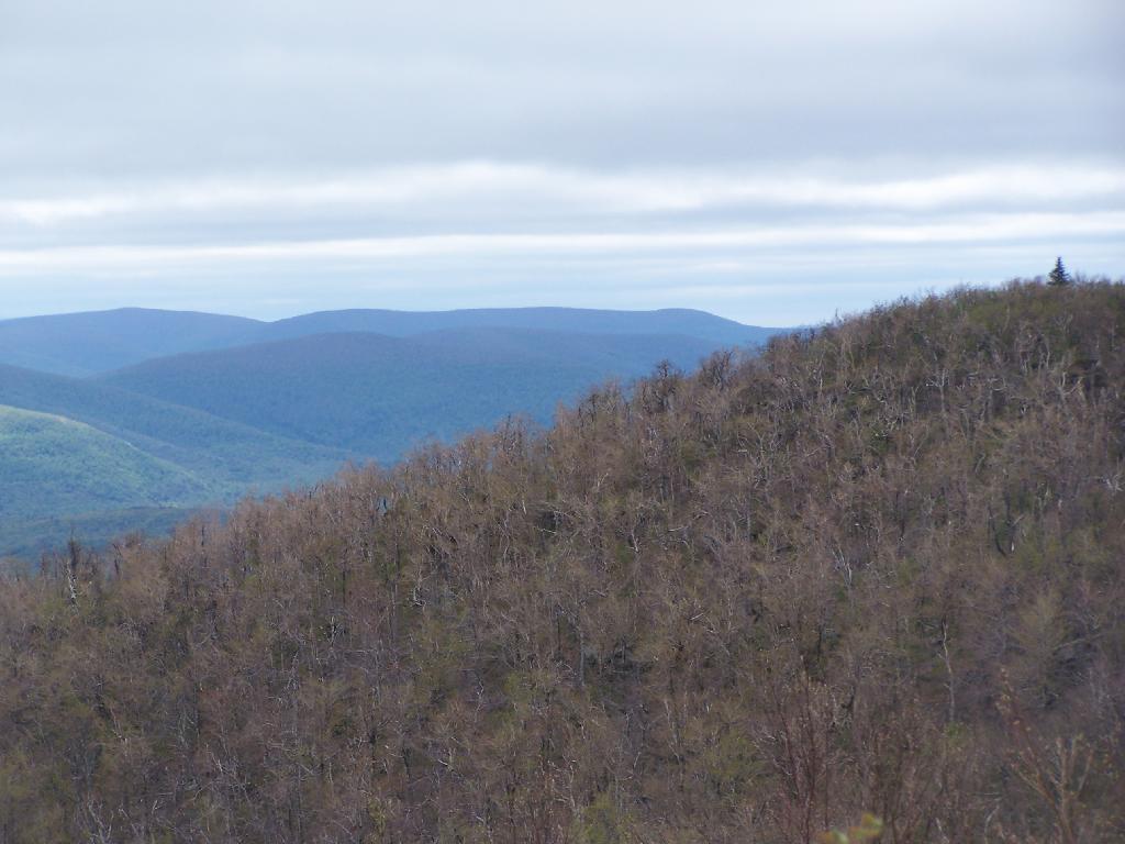 Photo: Tall Pine on Camel's Hump Photo: Tall Pine on Camel's Hump