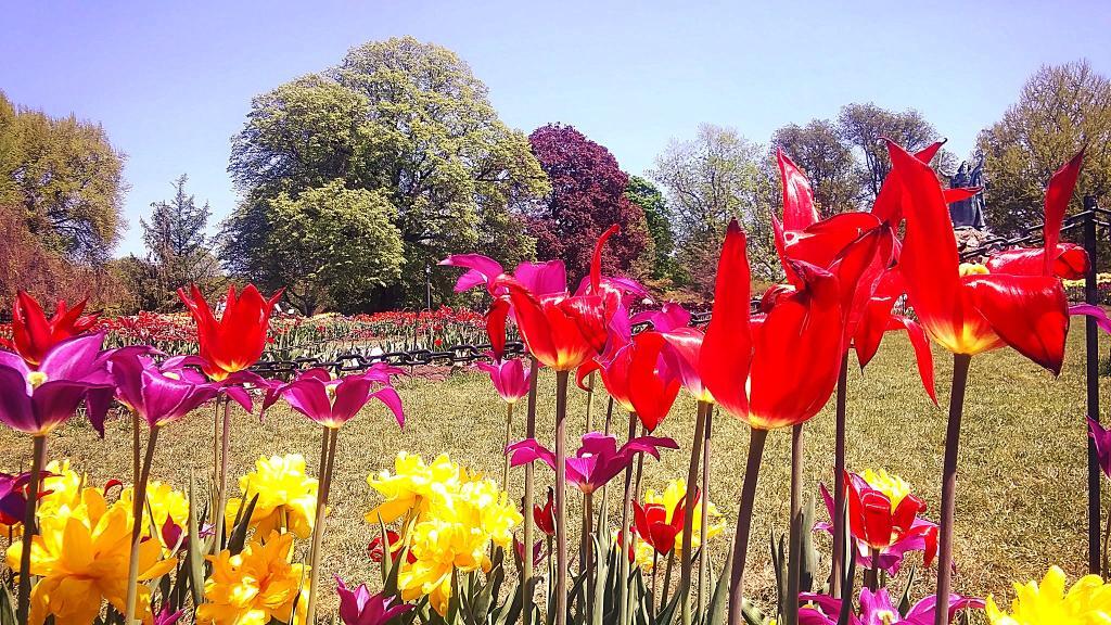Photo: Tulip Beds Photo: Tulip Beds