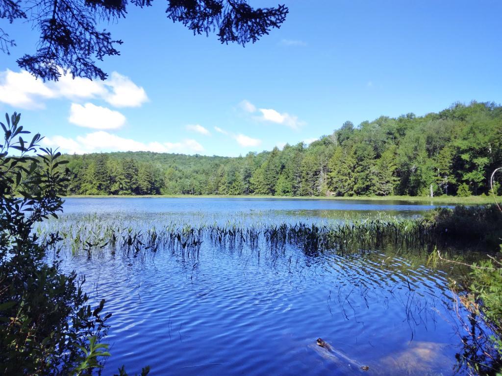 Photo: House Pond Photo: House Pond
