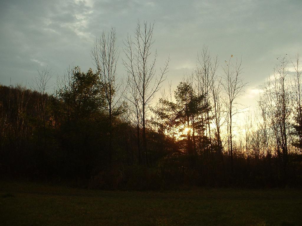 Photo: Light Through the Trees Photo: Light Through the Trees