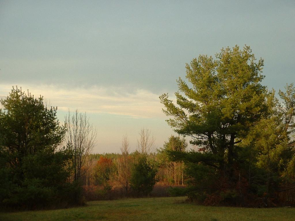 Photo: Trees Photo: Trees