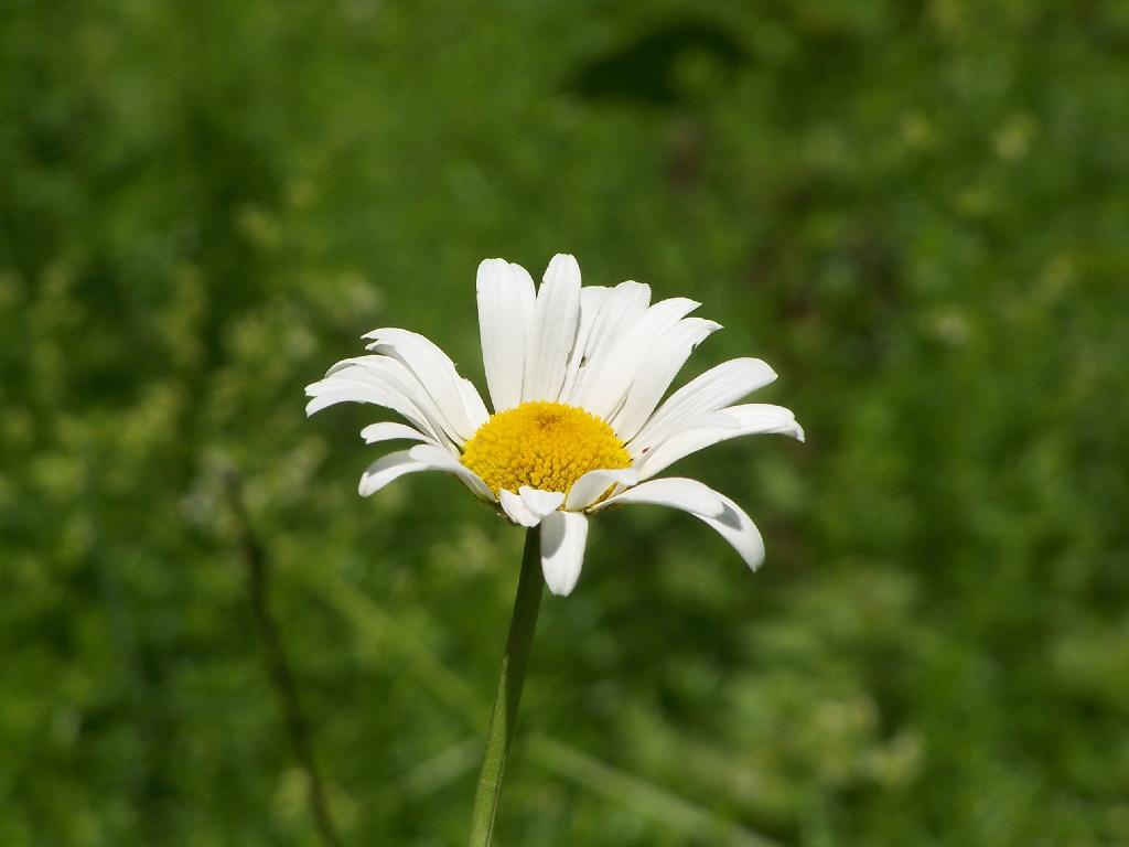 Photo: Daisy Photo: Daisy