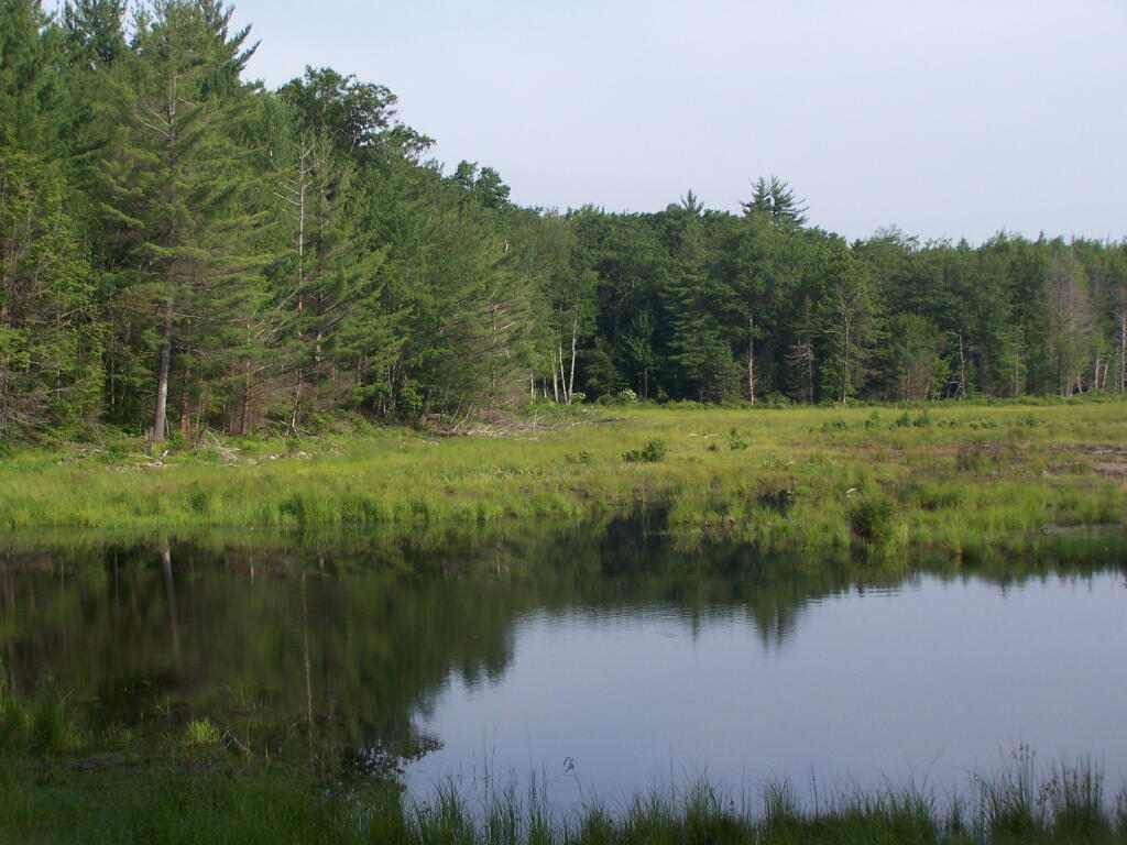 Photo: Duck Pond Photo: Duck Pond