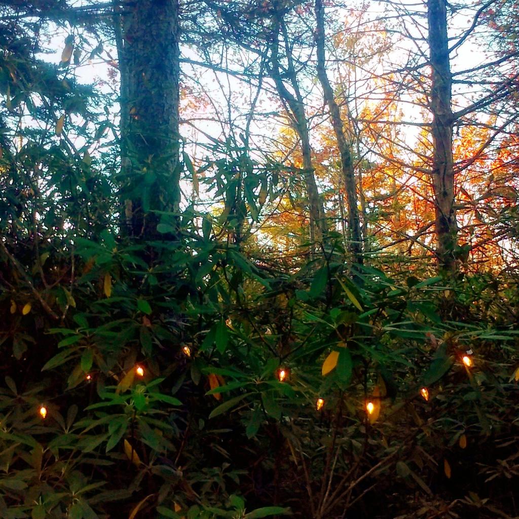 Photo: Camping in the Mountain Laurel