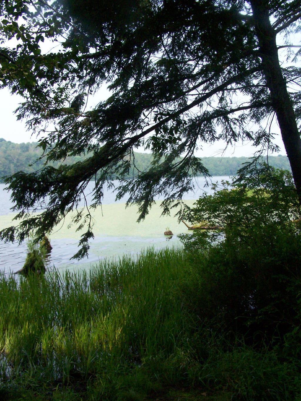 Photo: Balsam Tree Photo: Balsam Tree