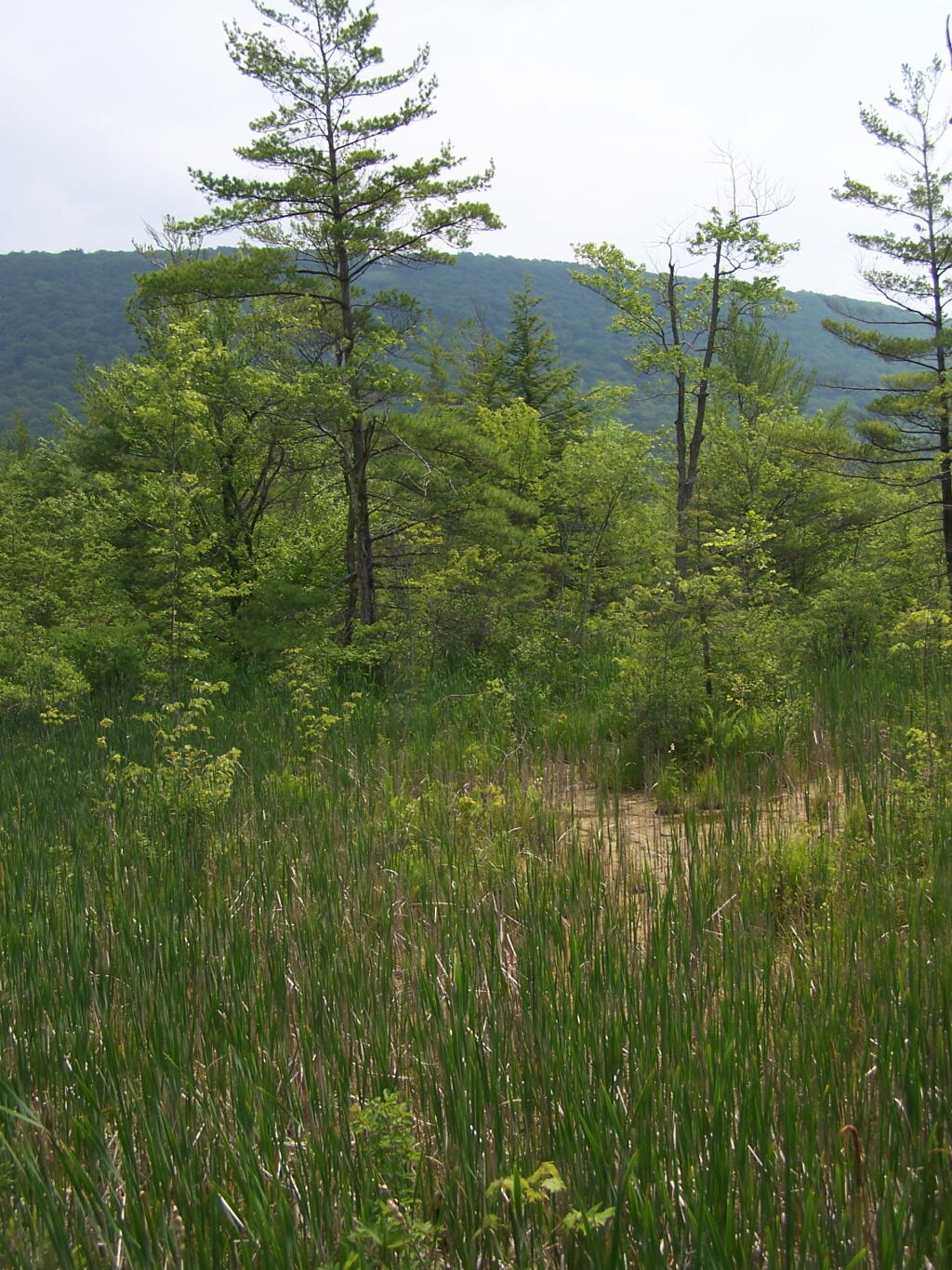 Photo: Marshland Photo: Marshland