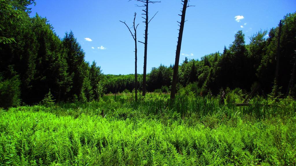 Photo: Wetlands
