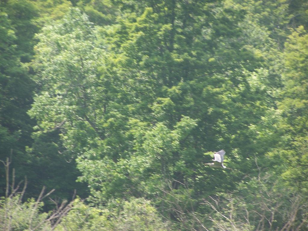 Photo: Great Blue Heron is Off Photo: Great Blue Heron is Off