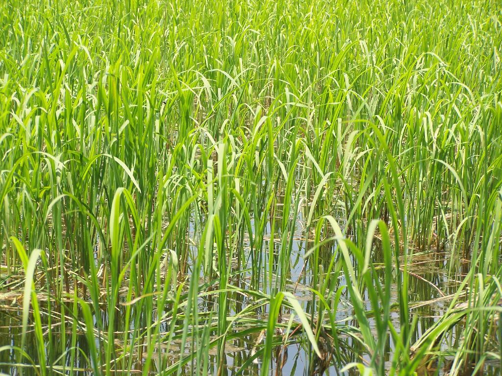 Photo: Marsh Grass in Fawn Lake Photo: Marsh Grass in Fawn Lake