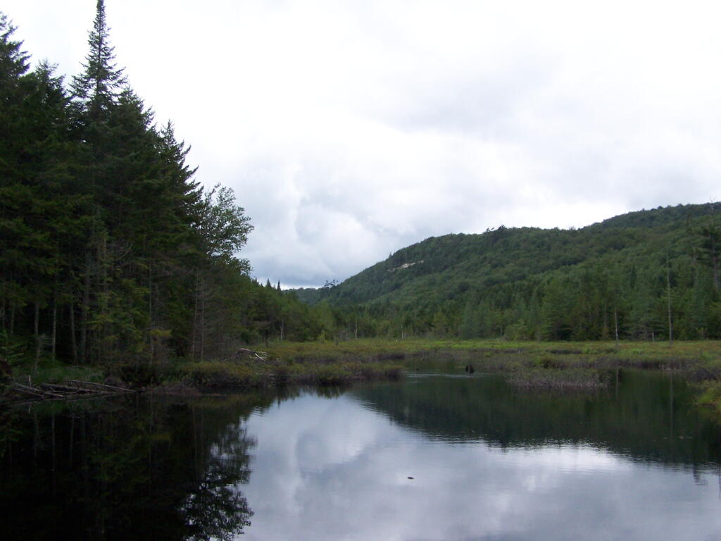 Photo: Marsh Along Silver Run Photo: Marsh Along Silver Run