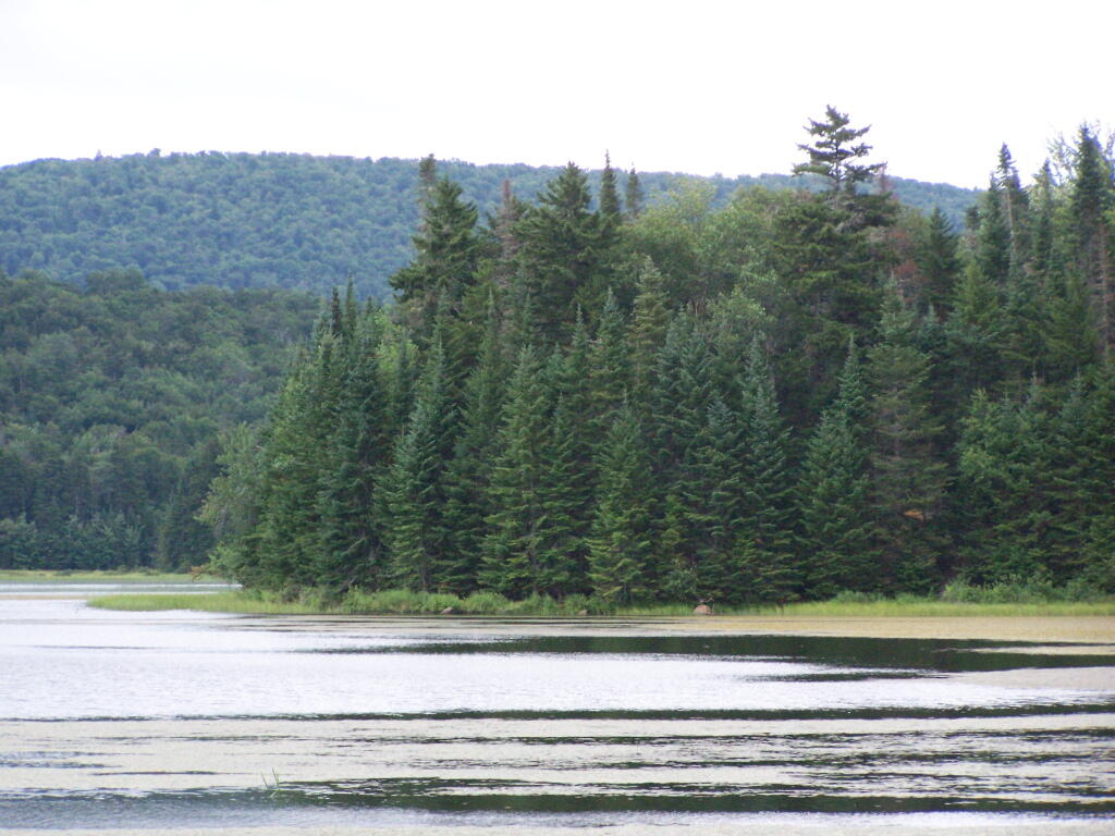 Photo: Pines Along Cedar River Flow Photo: Pines Along Cedar River Flow