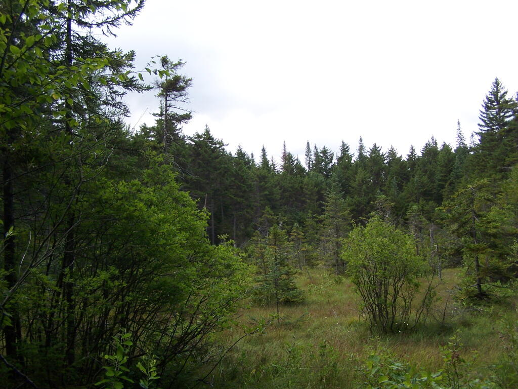 Photo: Meadow Along NTP Trail Photo: Meadow Along NTP Trail