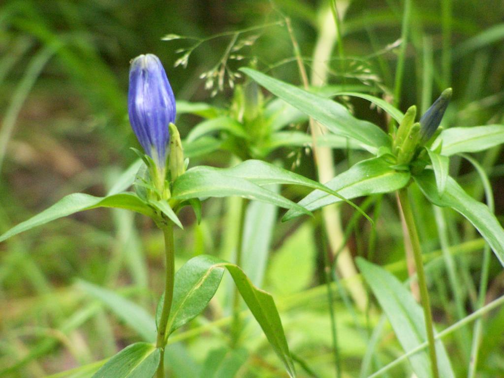 Photo: Purple Flowers Photo: Purple Flowers