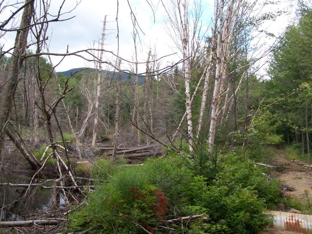 Photo: Marsh Along Wakely Mountain Trail Photo: Marsh Along Wakely Mountain Trail