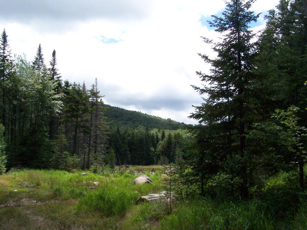 Photo: Swamp Between Payne and Wakely Photo: Swamp Between Payne and Wakely