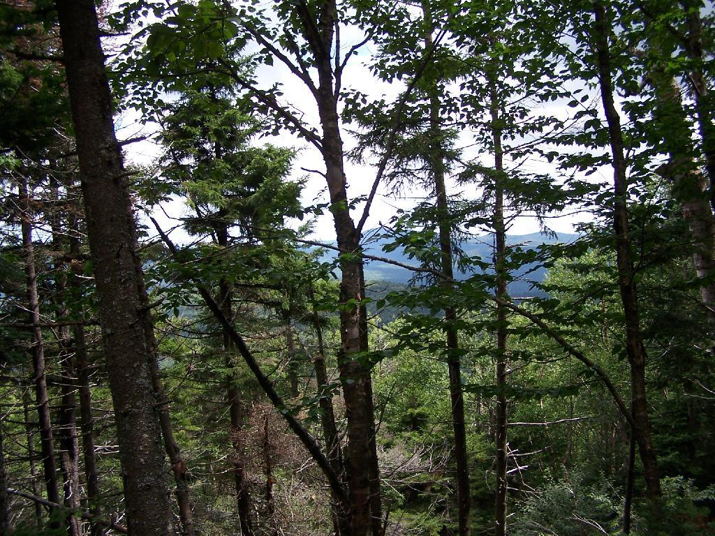 Photo: Thru the Trees Off Wakley Photo: Thru the Trees Off Wakley