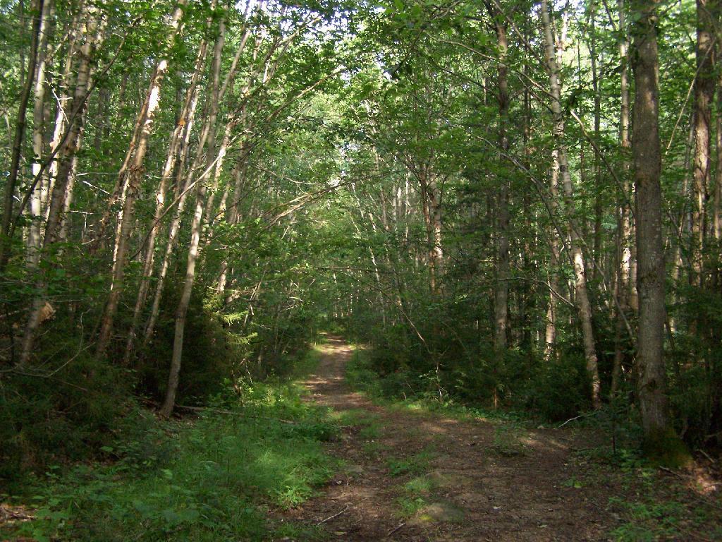 Photo: Flatter Two Miles of Wakely Trail Photo: Flatter Two Miles of Wakely Trail