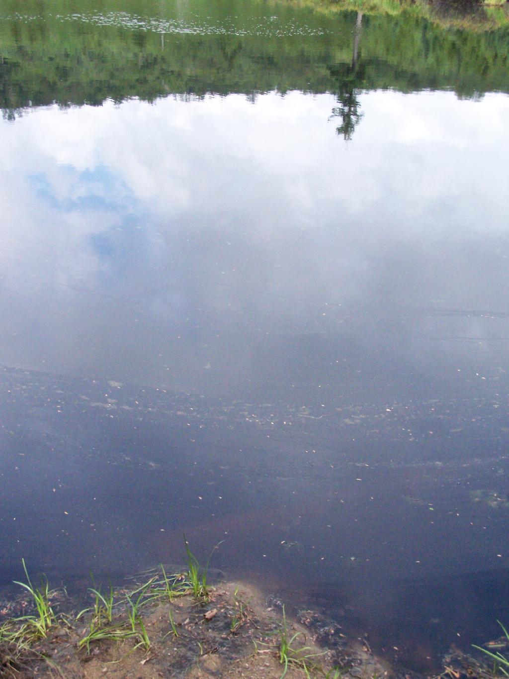 Photo: Swamp Reflection Photo: Swamp Reflection