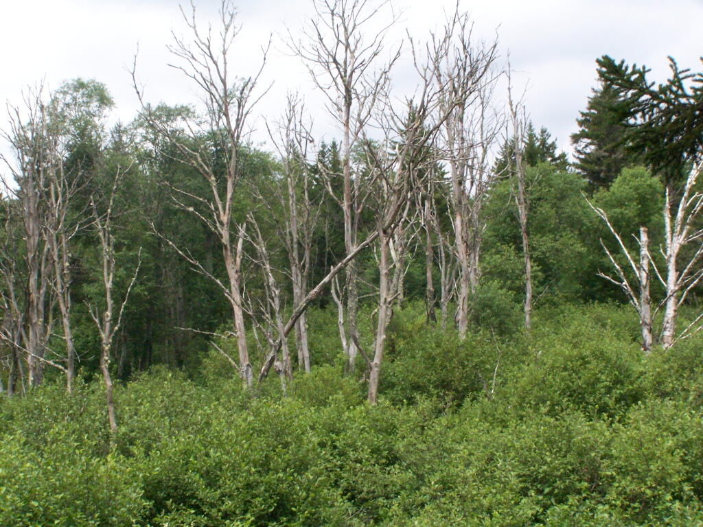 Photo: Trees in Swamp Photo: Trees in Swamp