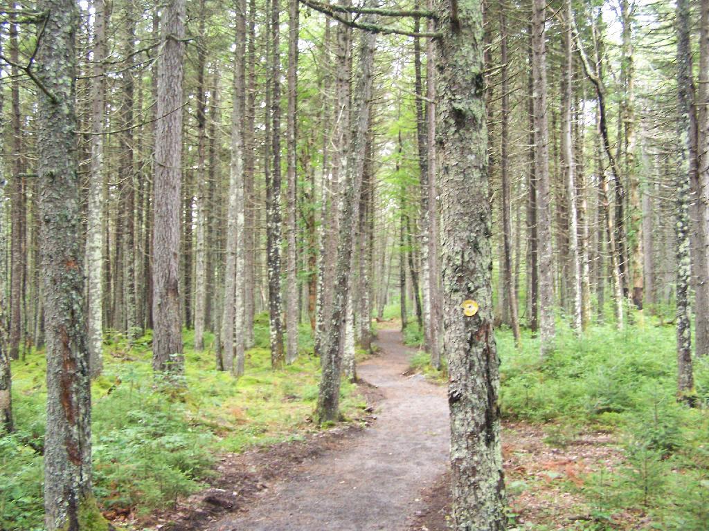 Photo: Handicap Trail to Helldiver Pond Photo: Handicap Trail to Helldiver Pond