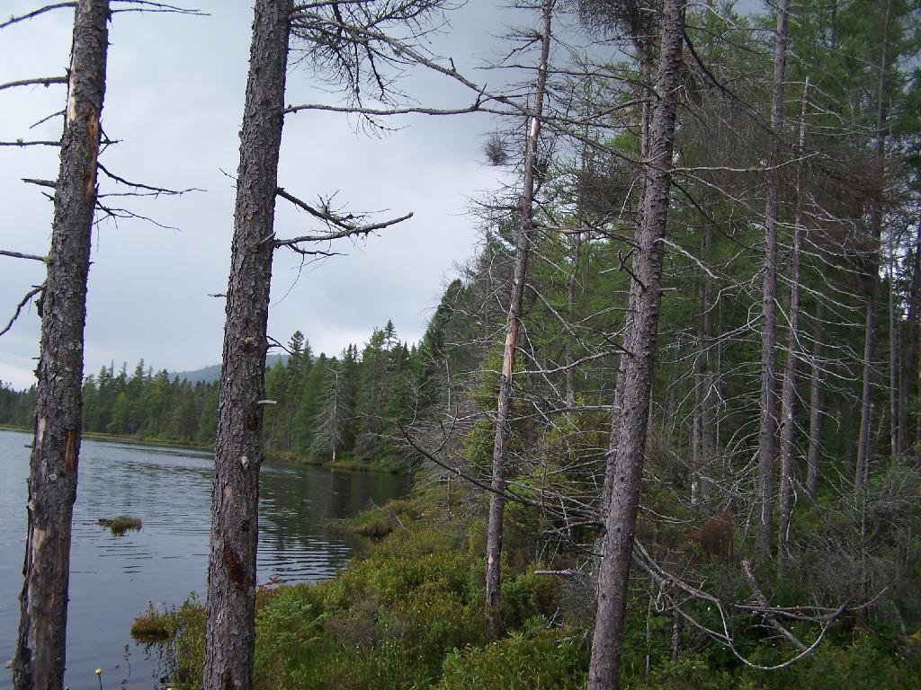 Photo: Edge of Helldiver Pond Photo: Edge of Helldiver Pond