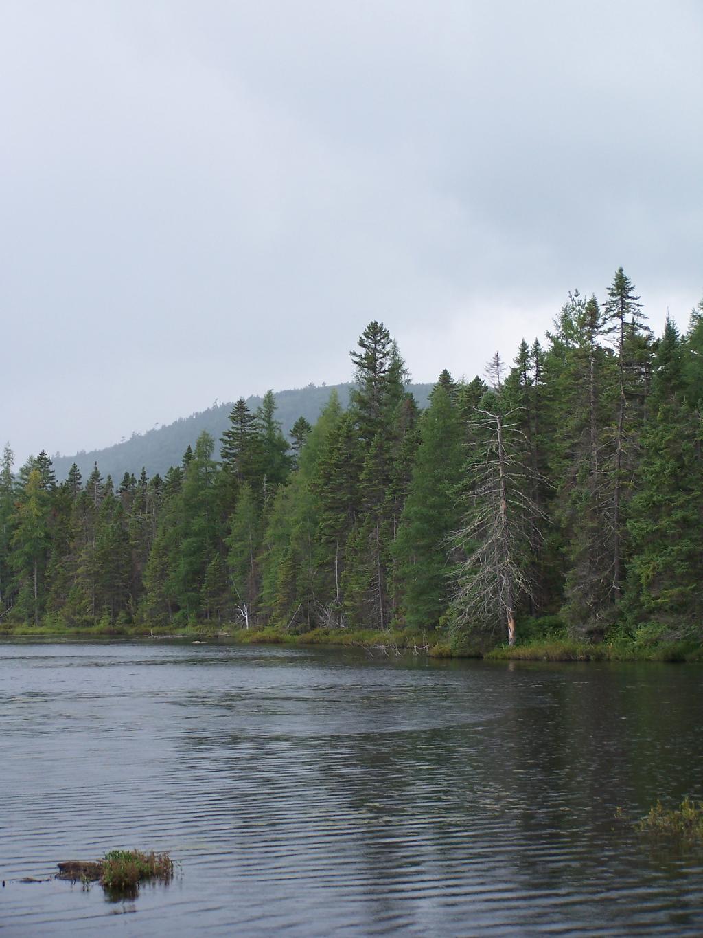 Photo: Rain at Helldiver Pond Photo: Rain at Helldiver Pond