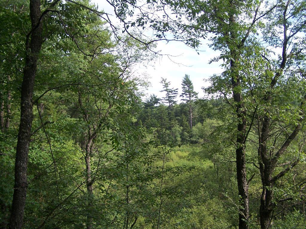 Photo: Marshy Otter Brook Photo: Marshy Otter Brook