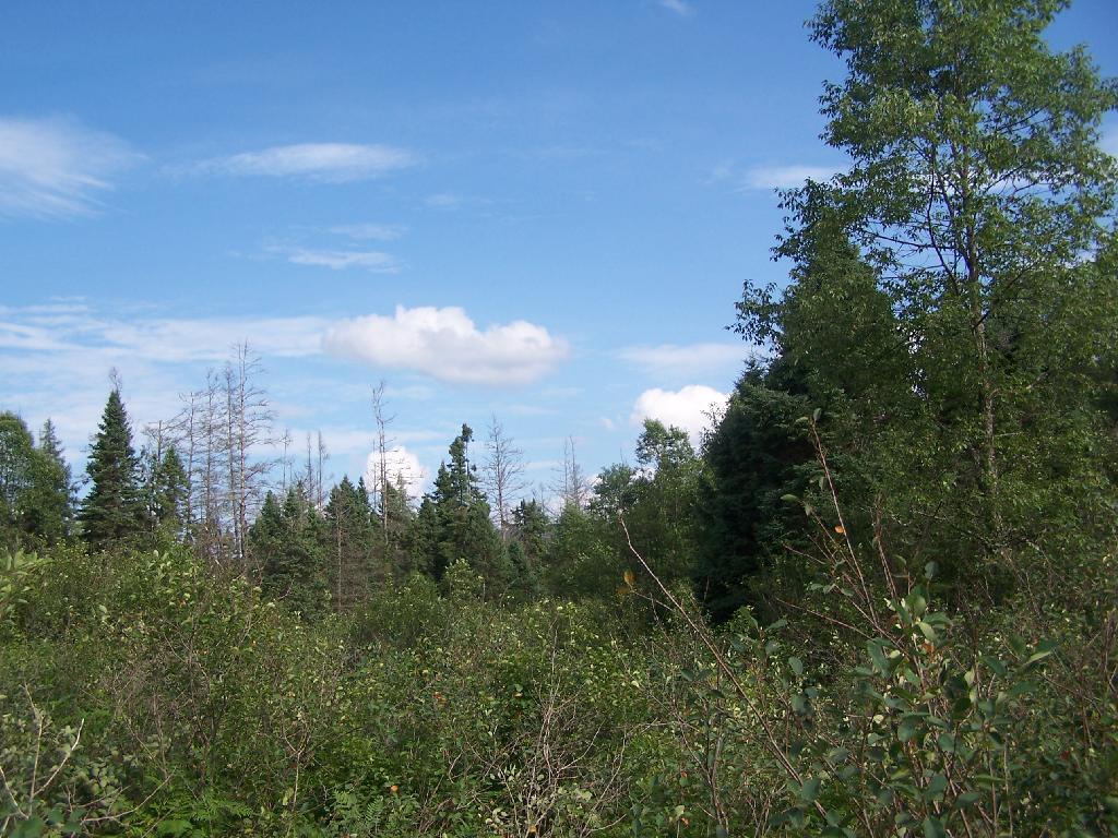 Photo: Meadow in the Plains Photo: Meadow in the Plains