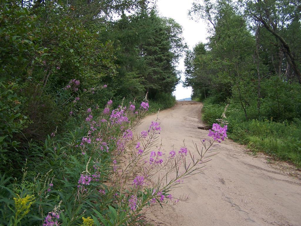 Photo: Purple Flowers Along Otter Brook Road Photo: Purple Flowers Along Otter Brook Road