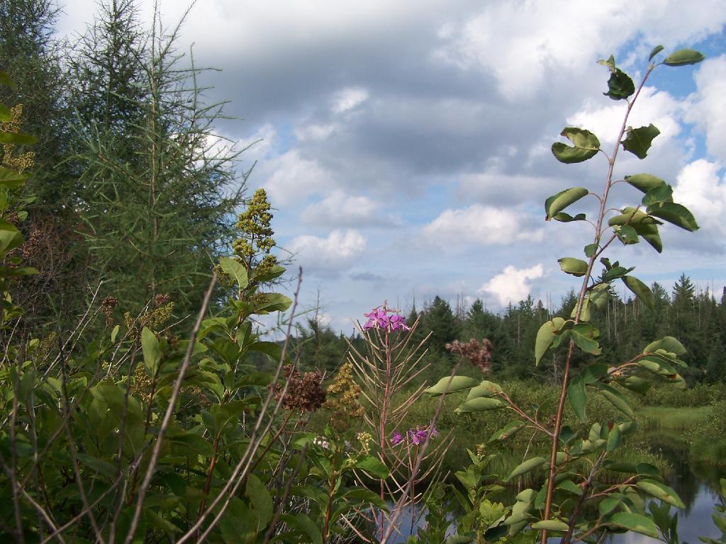Photo: Flowers Along Red River Photo: Flowers Along Red River