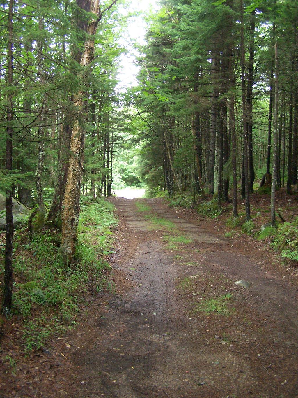 Photo: Long Drive To Campsite from Plains Rd Photo: Long Drive To Campsite from Plains Rd