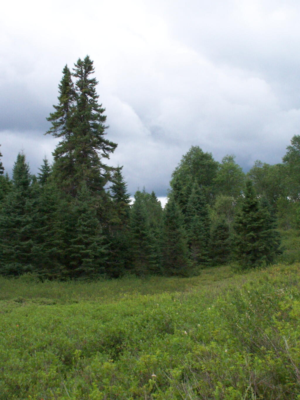 Photo: Tall Pines in the Plains Photo: Tall Pines in the Plains