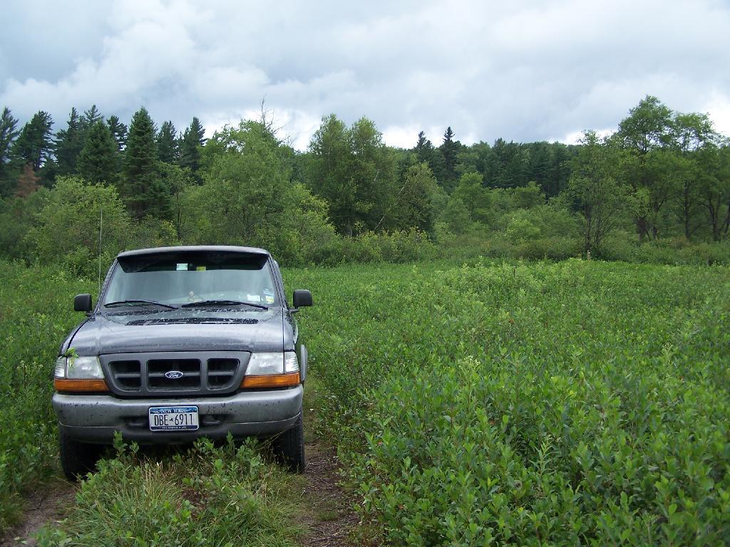 Photo: Stopping to Pick Blueberries Photo: Stopping to Pick Blueberries