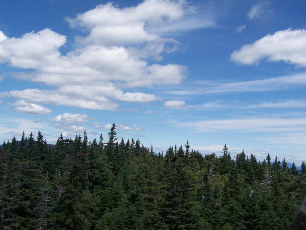 Photo: Trees Photo: Trees