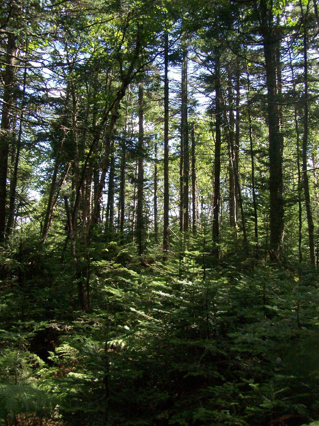 Photo: Thru the Forest Photo: Thru the Forest